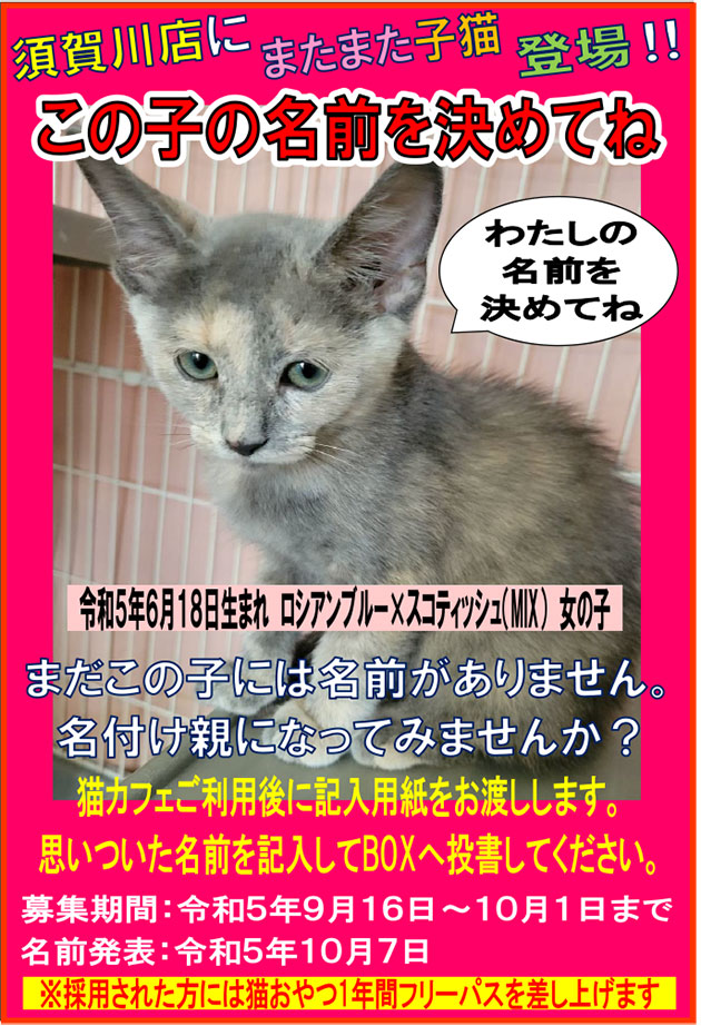 猫カフェ