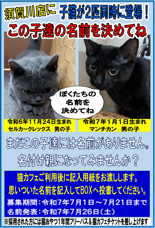 猫カフェ