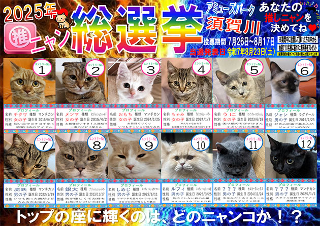 猫カフェ